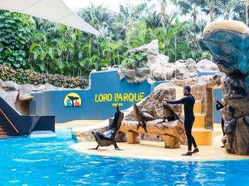 Почивка в Испания - остров Тенерифе, директни чартъри от София - ALUA 4*